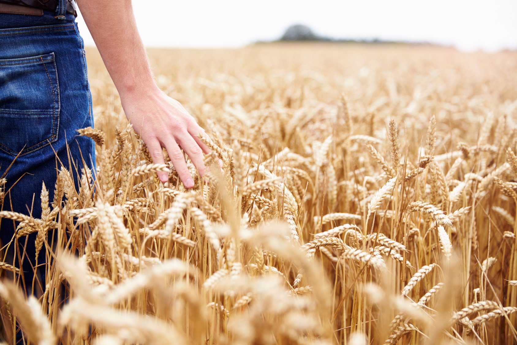 agriculture